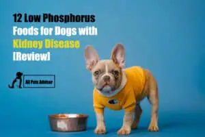 Read more about the article 12 Best Low Phosphorus Dog Foods for Kidney Disease [Review]