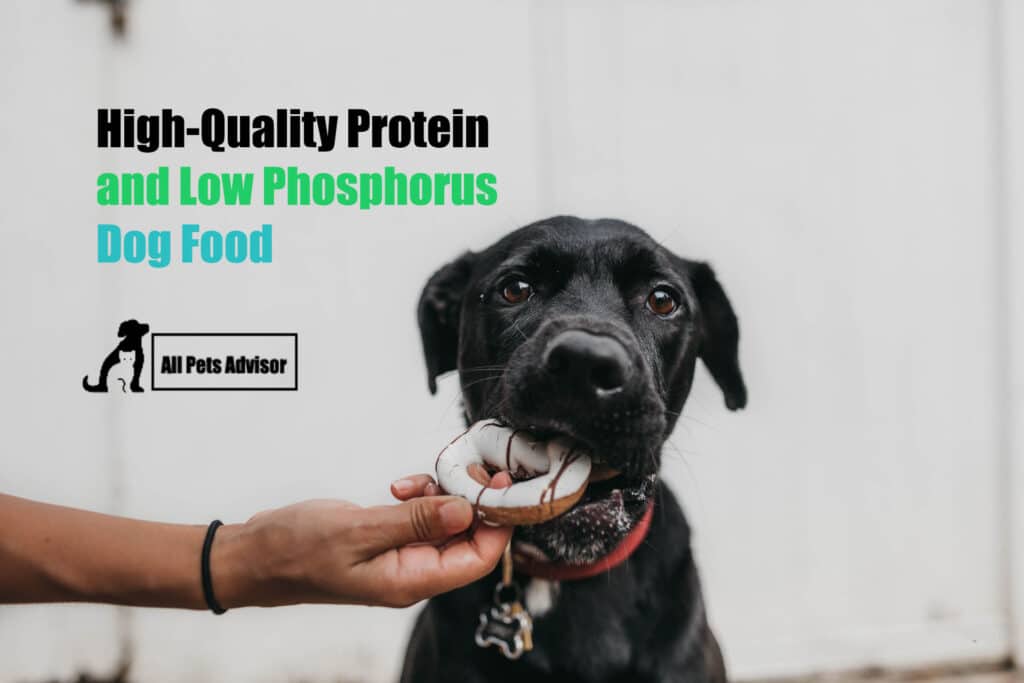 Low Phosphorus Dog Foods