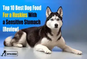 Read more about the article 10 Best Dog Food For Huskies With Sensitive Stomach [Review]
