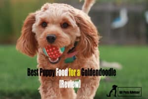 Read more about the article Best Puppy Food for Goldendoodles [Review]