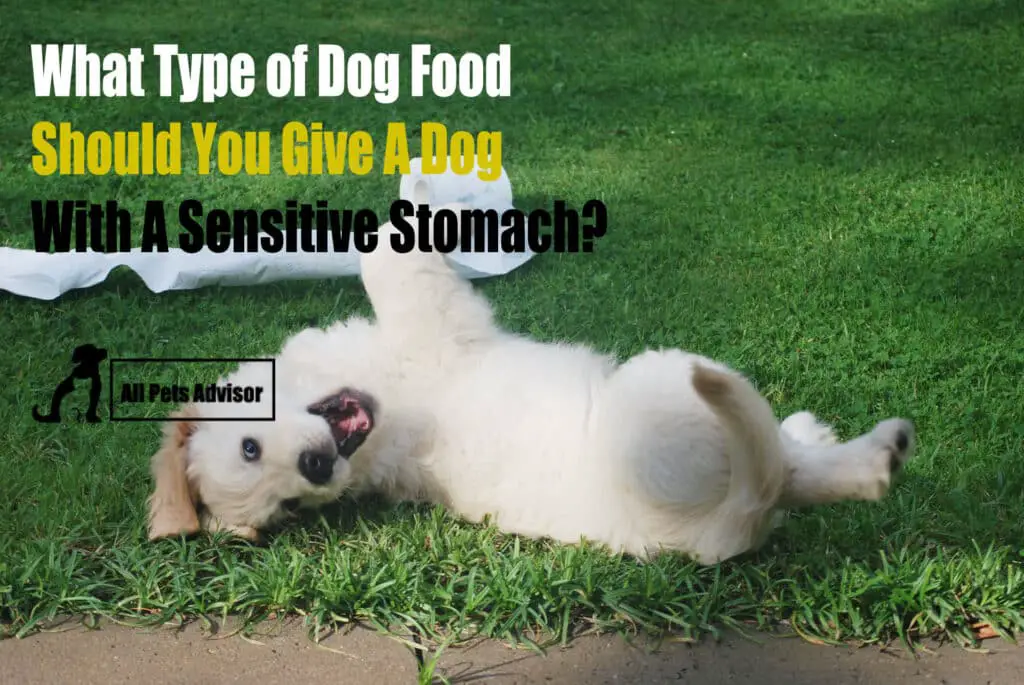 Best Large Breed Puppy Food for Sensitive Stomach