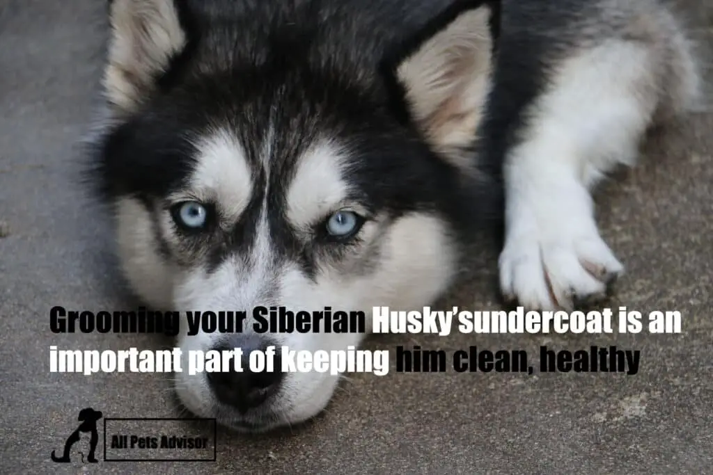 Grooming a Siberian Husky at home