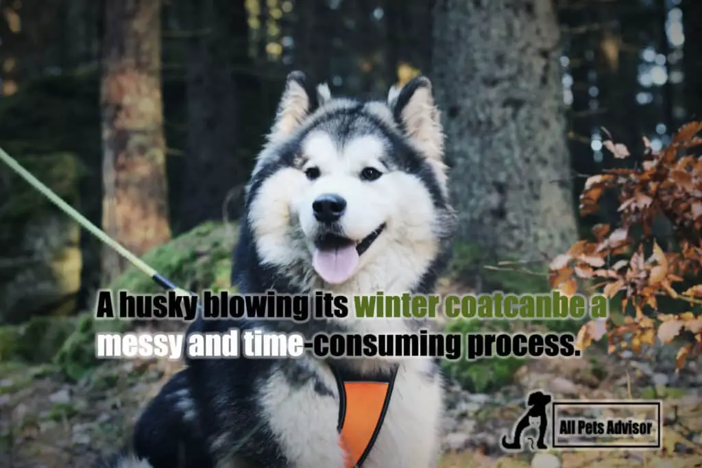 Husky Blowing Coat