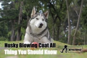 Read more about the article Husky Blowing Coat – All Thing You Should Know