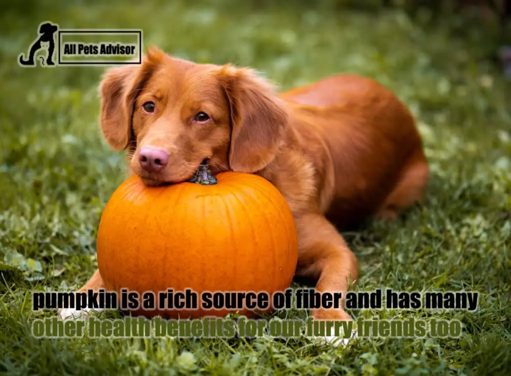 Pumpkin Safe for Dogs Suffering from Diarrhea