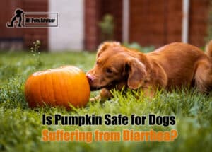 Read more about the article Pumpkin For Dog Diarrhea Dosage: What To Avoid