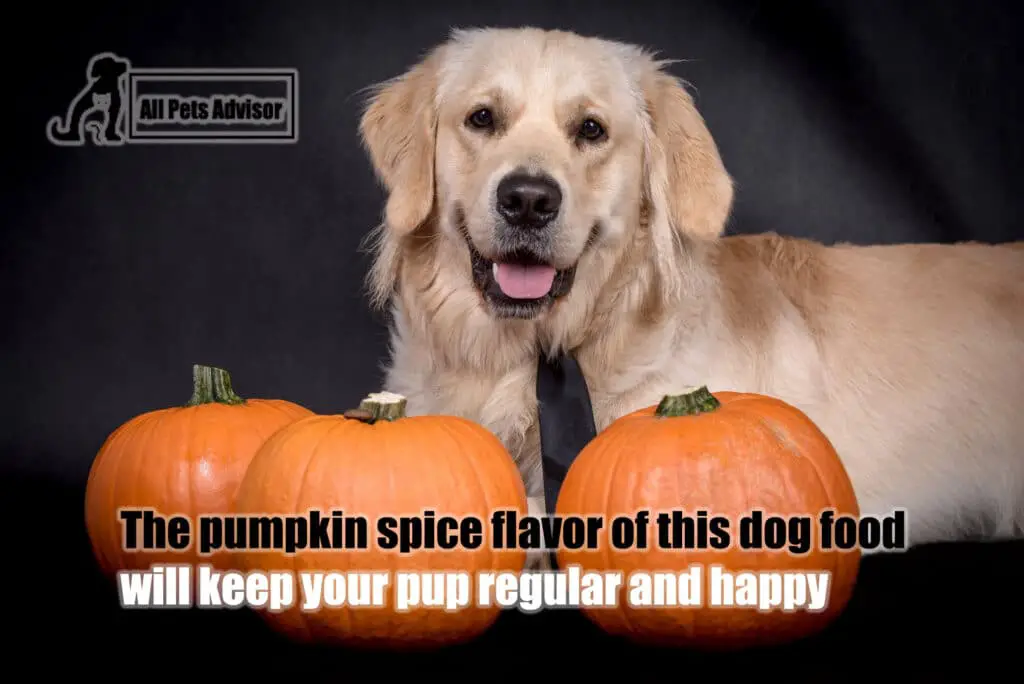 Pumpkin Safe for Dogs Suffering from Diarrhea