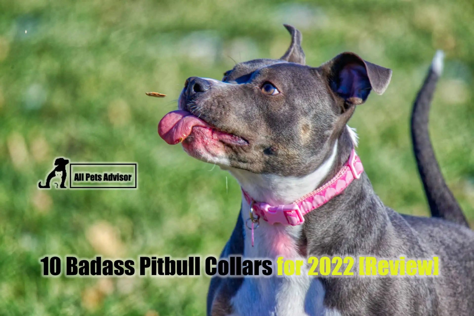 Read more about the article 10 Badass Pitbull Collars for 2022 [Review]