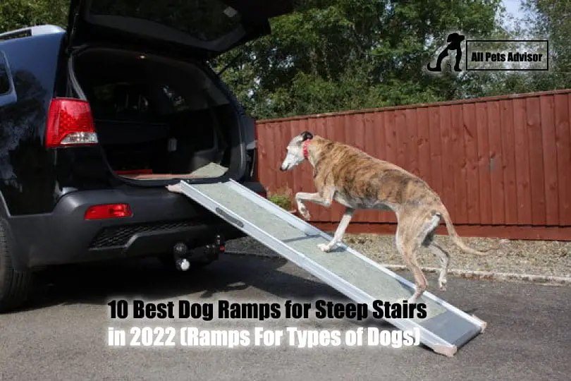 Read more about the article 10 Best Dog Ramps for Steep Stairs in 2022 (Ramps For Types of Dogs)