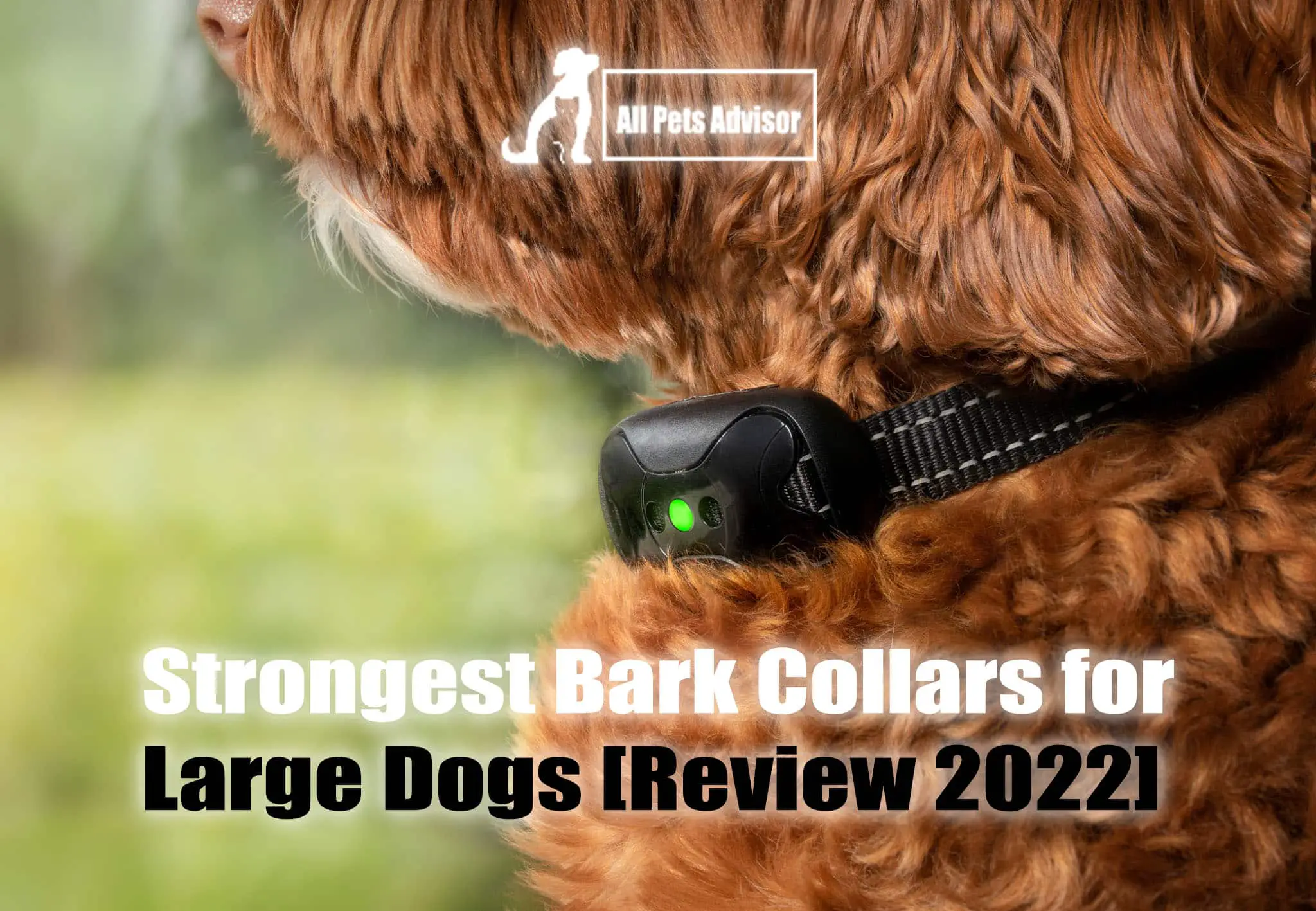 Read more about the article 9 Strongest Bark Collars for Large Dogs [Review 2022]