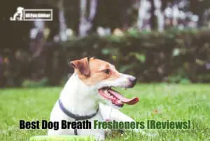 Read more about the article 7 Best Dog Breath Fresheners In 2022 – Reviews & Top Picks