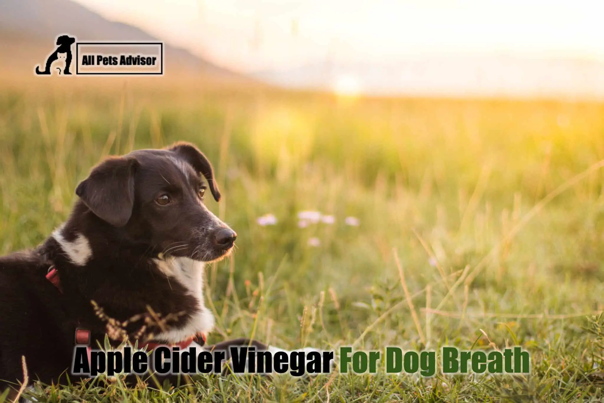 Read more about the article Apple Cider Vinegar For Dog Breath