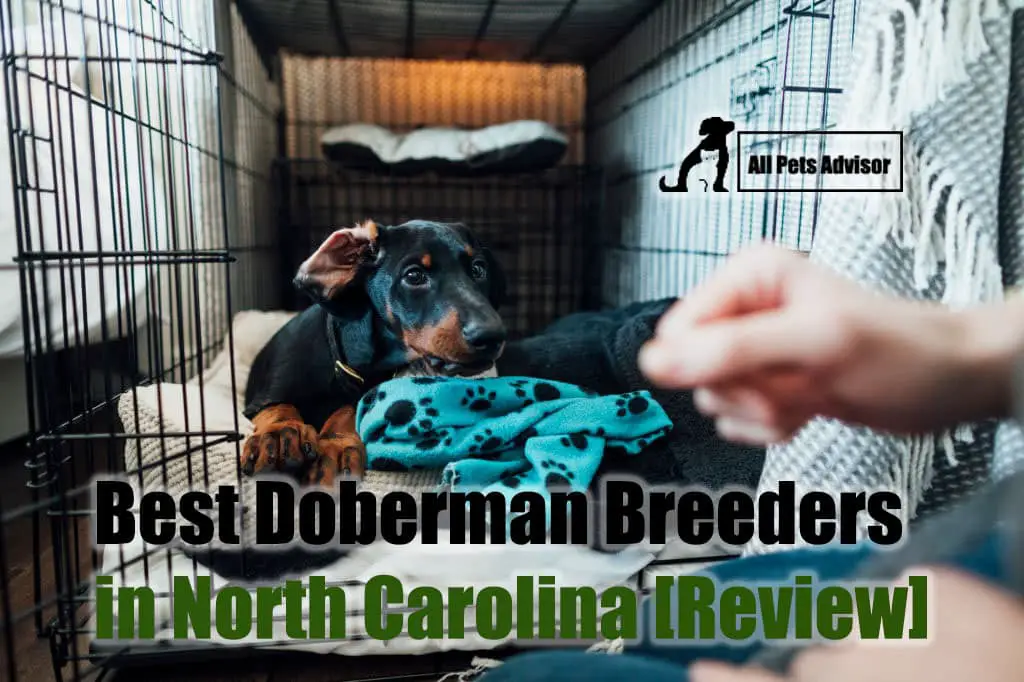 Read more about the article 7 Best Doberman Breeders in North Carolina [2022]