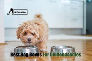 Read more about the article Best Dog Bowls For Goldendoodles: Top Picks [2022]
