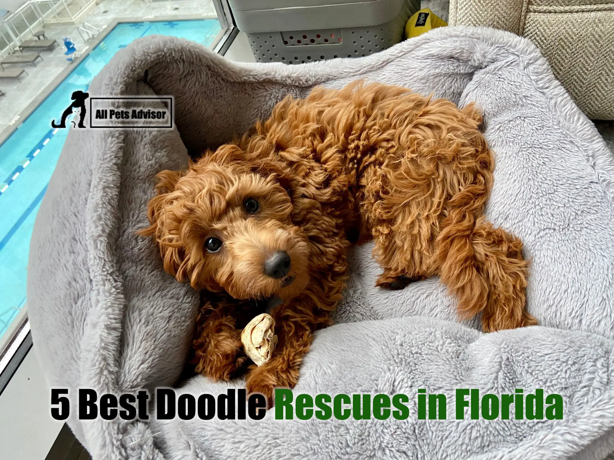 Read more about the article 5 Best Doodle Rescues in Florida [2022]