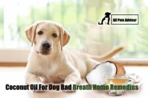 Read more about the article Coconut Oil For Dog Bad Breath: Home Remedies
