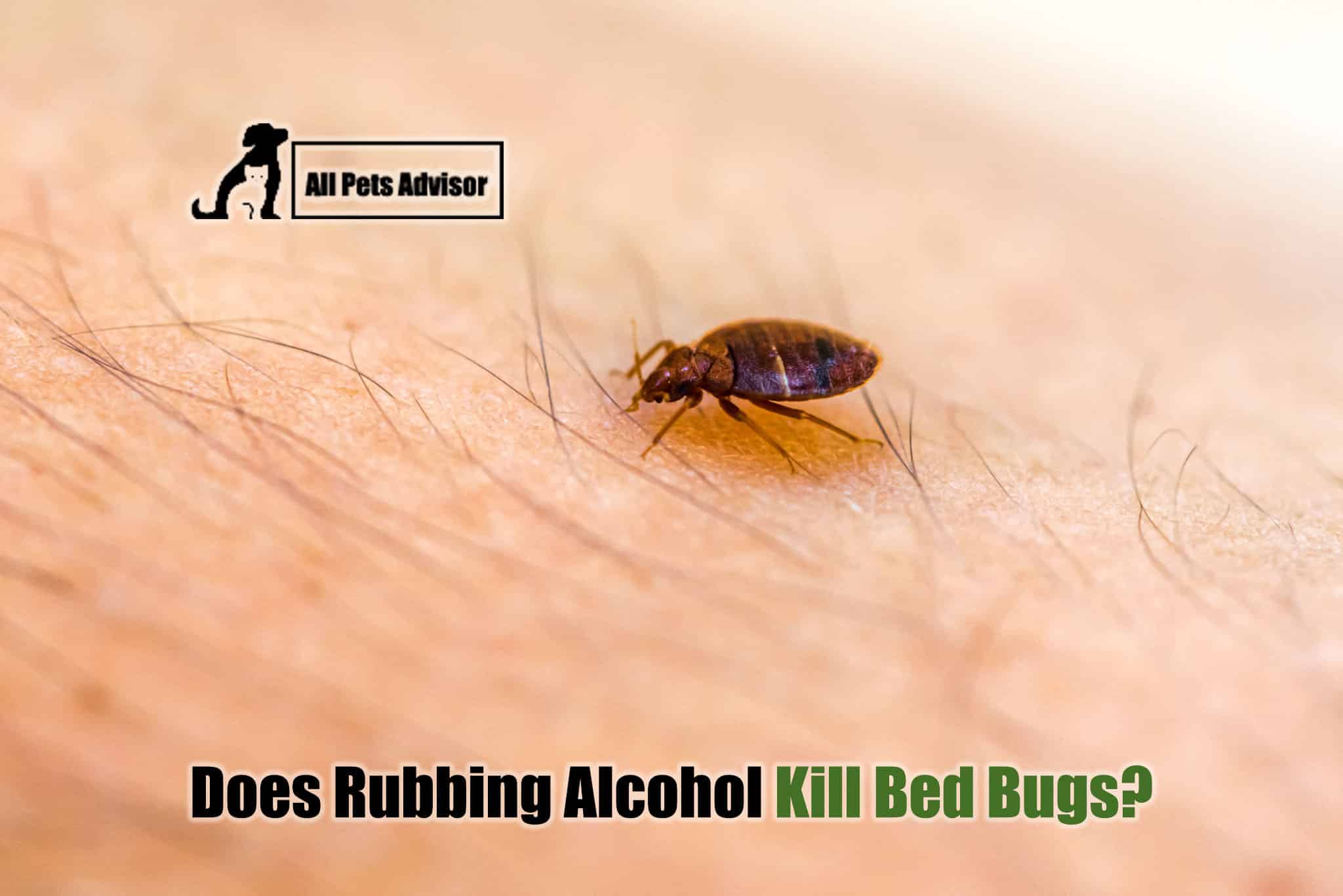 Read more about the article Does Rubbing Alcohol Kill Bed Bugs?
