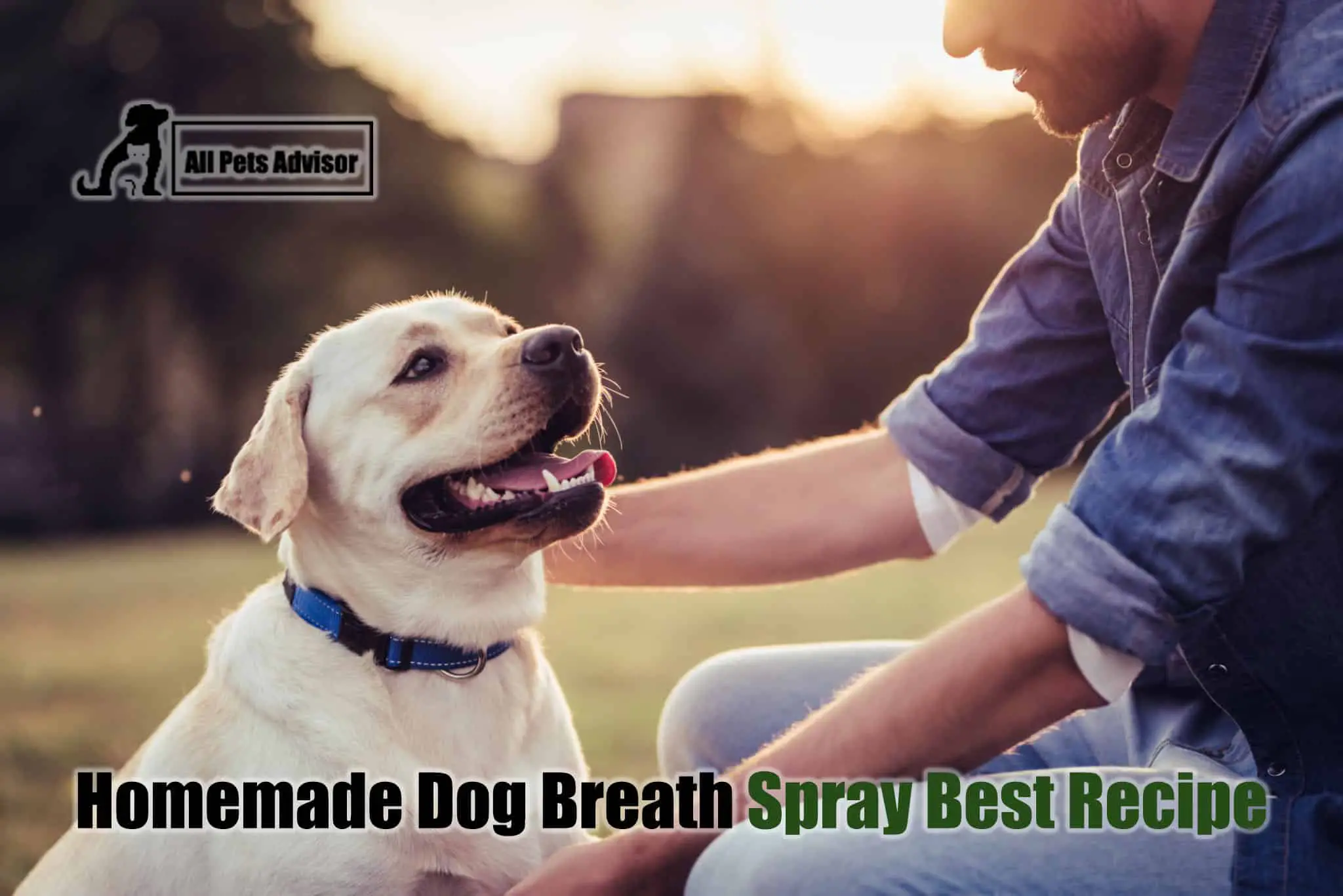 Read more about the article Homemade Dog Breath Spray: Best Recipe [2022]