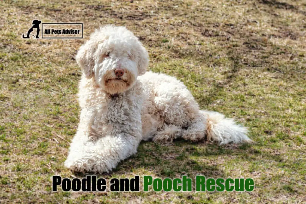 Doodle Rescues in Florida