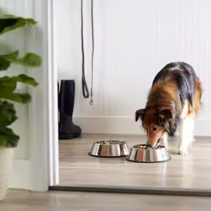 Best dog bowls for Goldendoodles