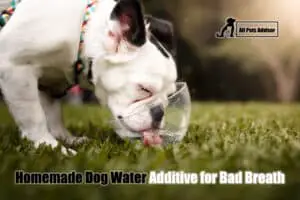 Read more about the article Homemade Dog Water Additive for Bad Breath: 3 Best Options!