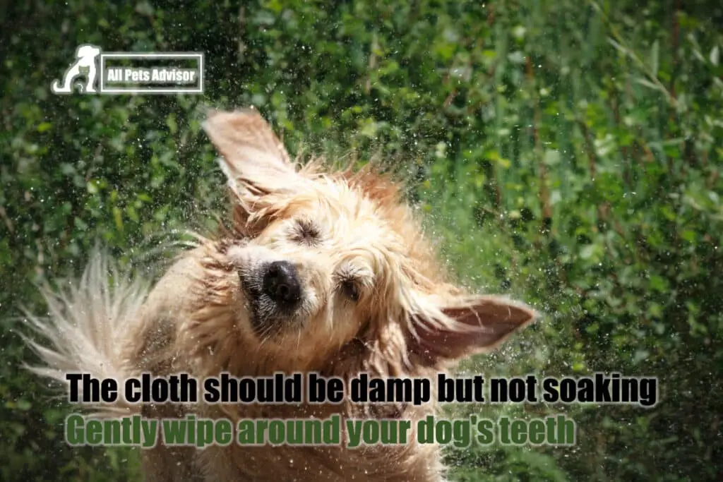 Homemade Dog Water Additive for Bad Breath