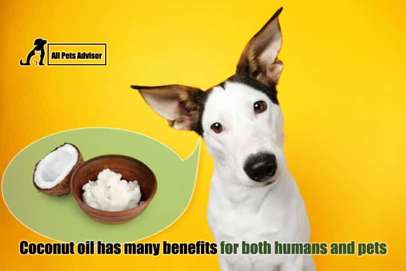 Coconut Oil For Dog Bad Breath