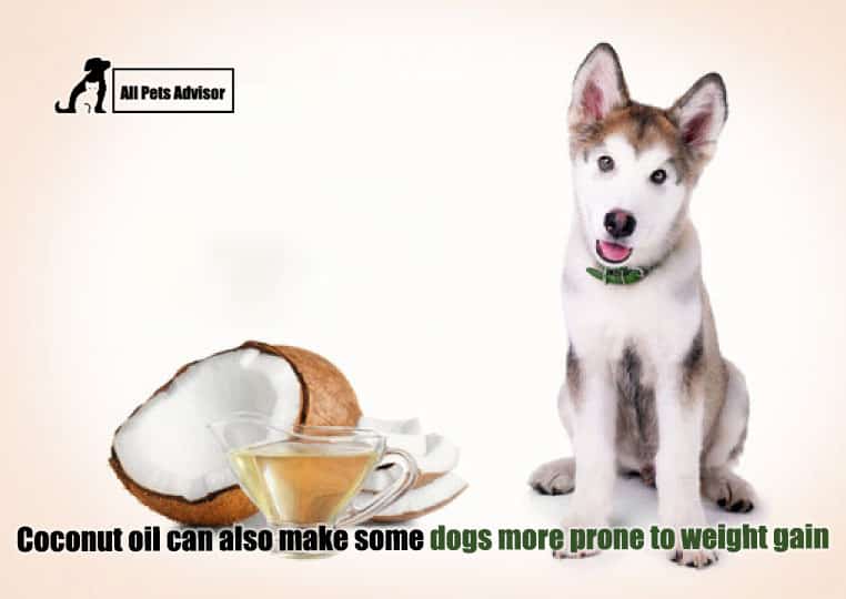 Coconut Oil For Dog Bad Breath