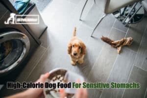 Read more about the article High-Calorie Dog Food For Sensitive Stomachs [2022]