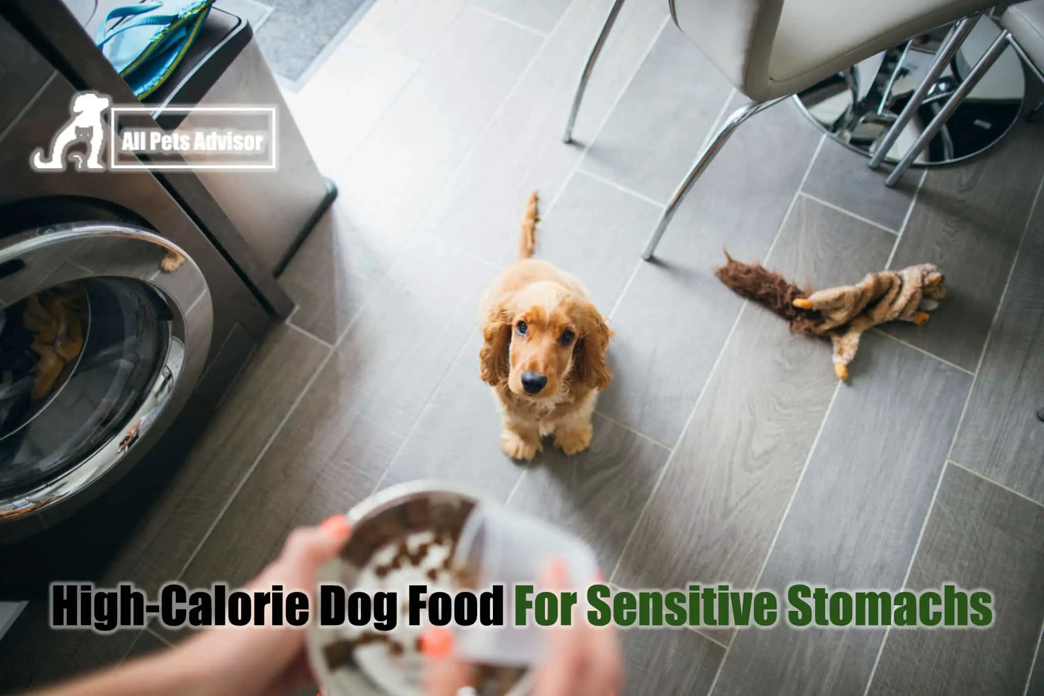 You are currently viewing High-Calorie Dog Food For Sensitive Stomachs [2022]