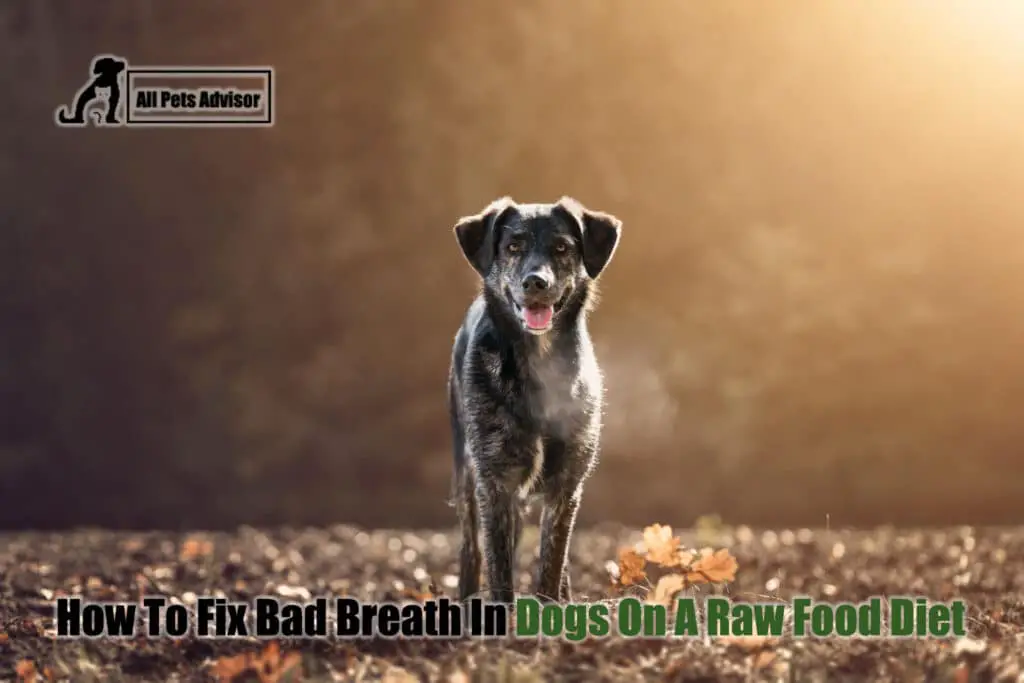 Dog Bad Breath On Raw Food Diet