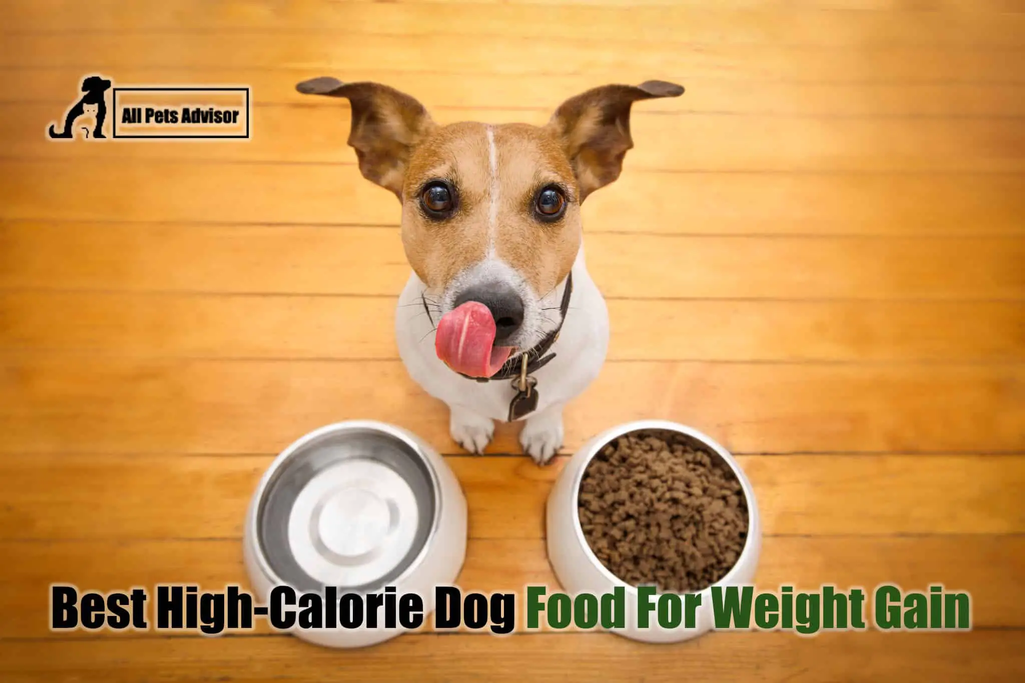 Read more about the article 6 Best High-Calorie Dog Food For Weight Gain [2022]
