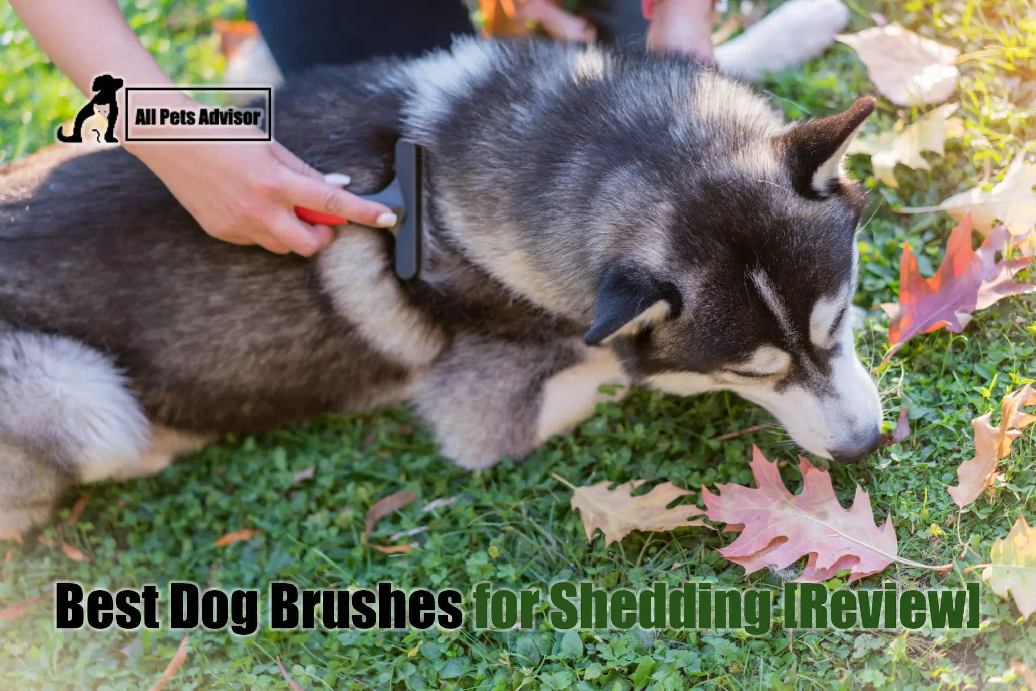 Read more about the article 10 Best Dog Brushes for Shedding in 2022 – Reviews & Guide