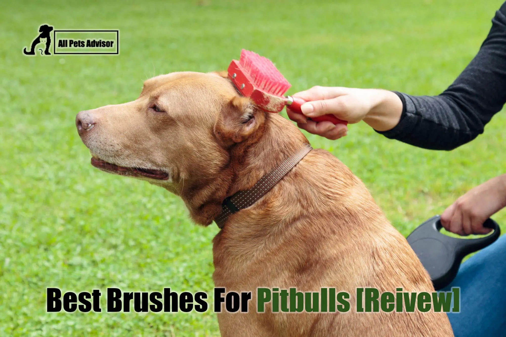 Read more about the article 6 Best Brushes For Pitbulls In 2022: Reviews & Top Picks