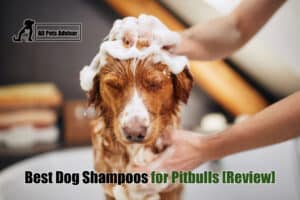 Read more about the article 6 Best Dog Shampoos for Pitbulls in 2022 – Reviews & Top Picks