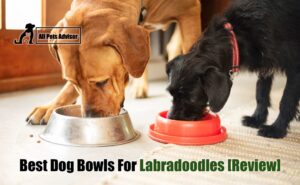 Read more about the article 6 Best Dog Bowls For Labradoodles In 2022