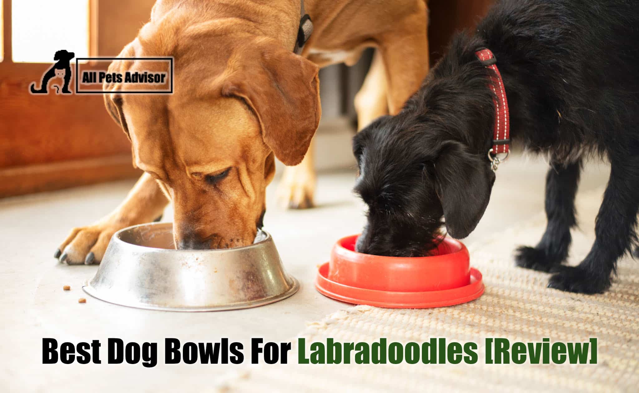 You are currently viewing 6 Best Dog Bowls For Labradoodles In 2022