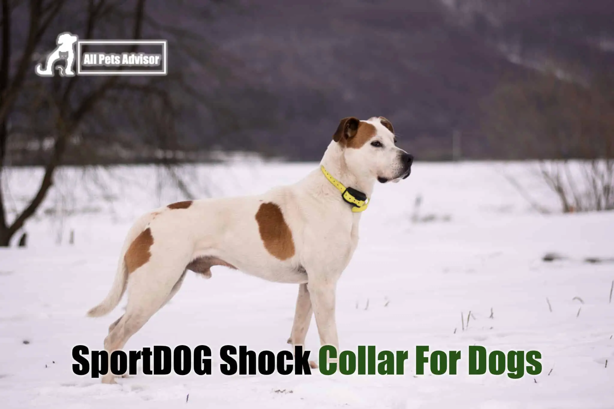 You are currently viewing 7 Best SportDOG Shock Collar For Dogs