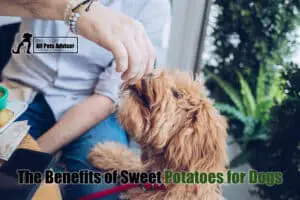 Read more about the article The Benefits of Sweet Potatoes for Dogs