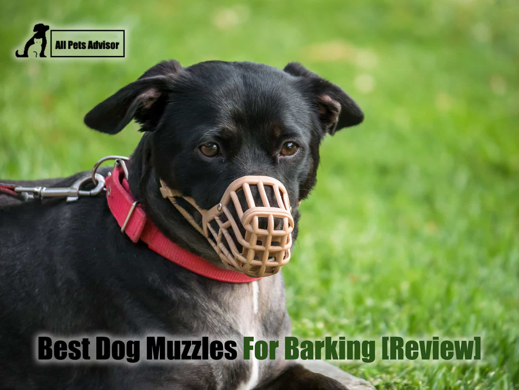 Read more about the article 5 Best Dog Muzzles For Barking In 2022 [Review]