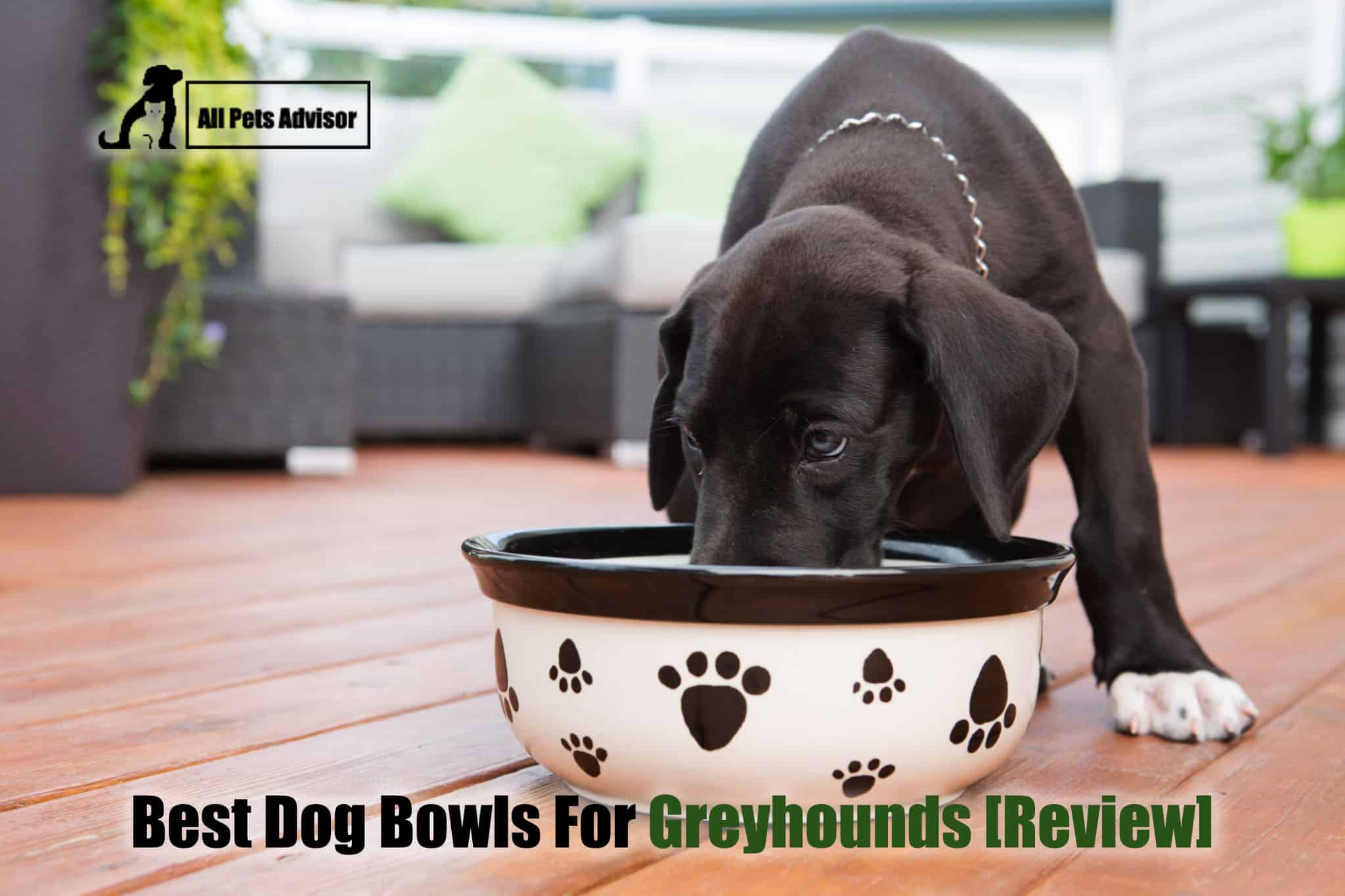 Read more about the article 5 Best Dog Bowls For Greyhounds In 2022 [Review]