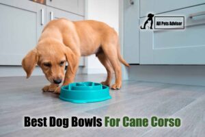 Read more about the article 5 Best Dog Bowls For Cane Corso In 2022 [Review]