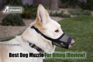 Read more about the article 5 Best Dog Muzzle For Biting In 2022 [Review]
