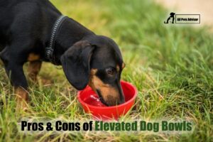 Read more about the article The Pros & Cons of Elevated Dog Feeders [2022]