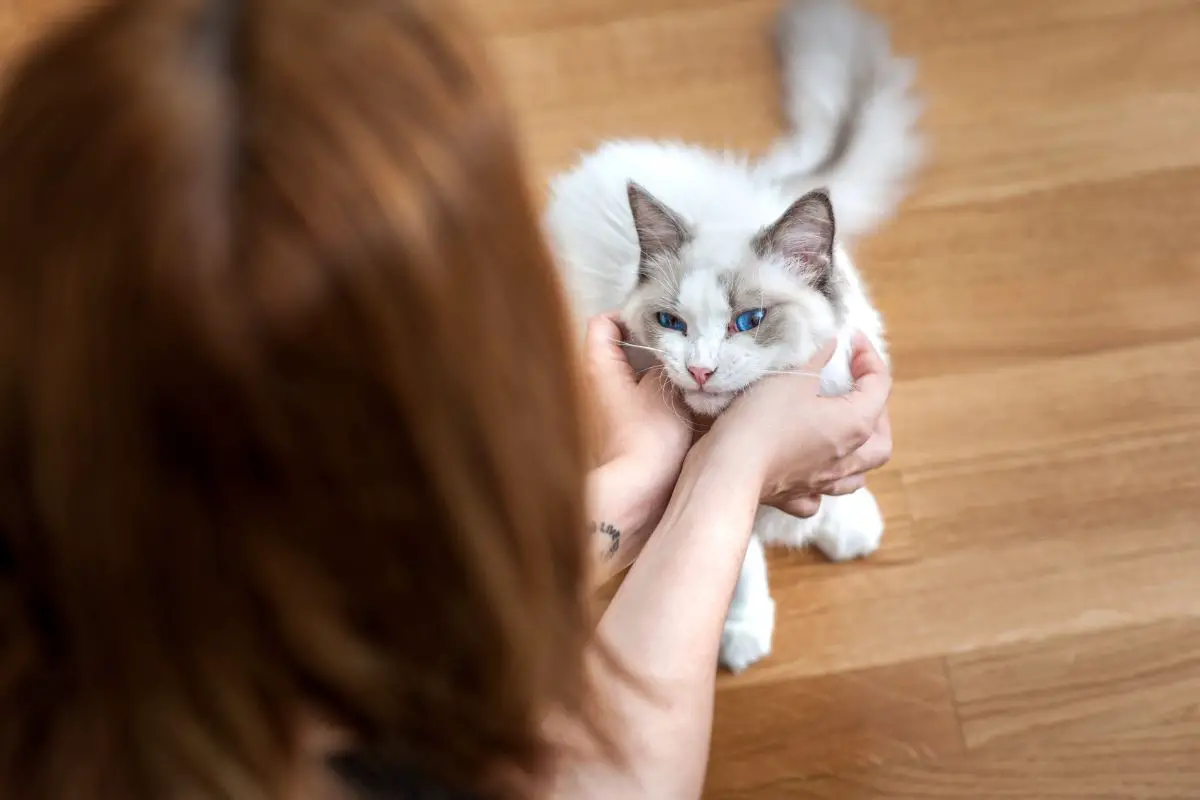 Are Ragdoll Cats Hypoallergenic?
