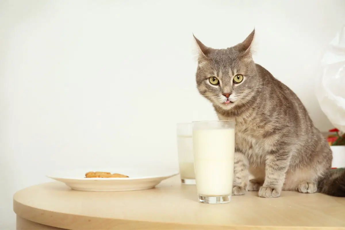 Can Cats Drink Almond Milk?

