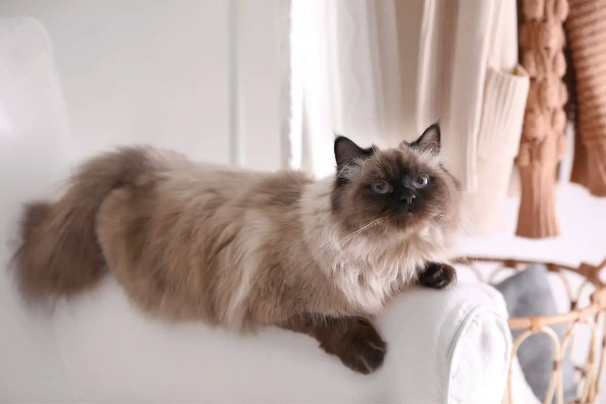 Balinese Cats: Are They Hypoallergenic?