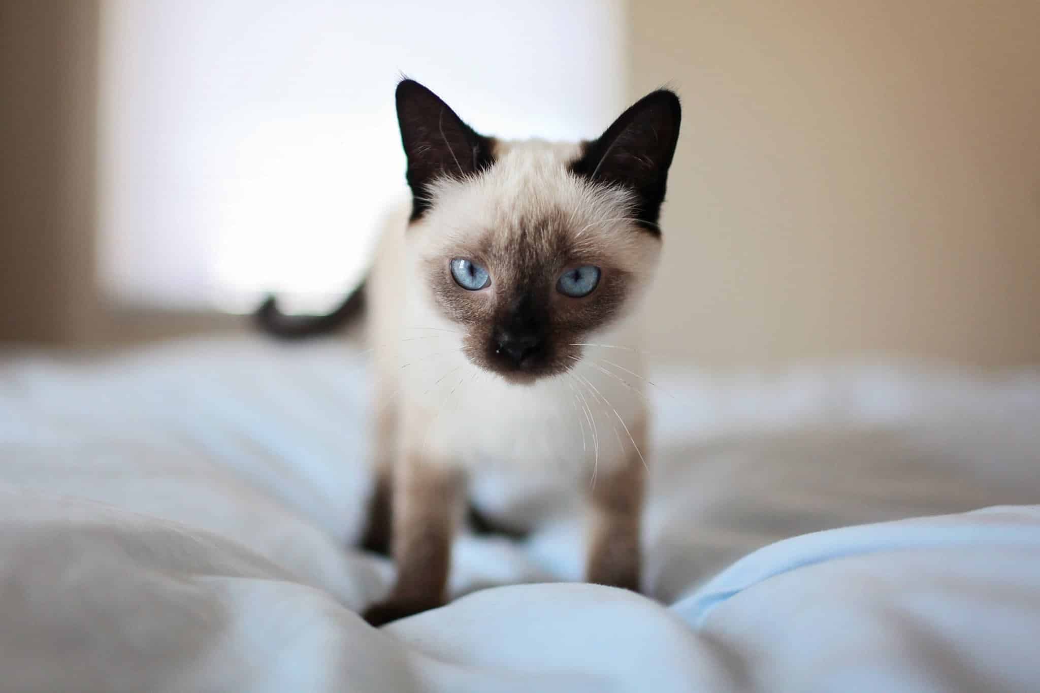 Best Cat Breeds For Apartments